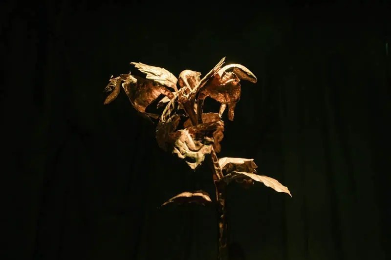 Lamium Purpureum, lucrare de Gabriela Leu, ExpoMaraton 2024